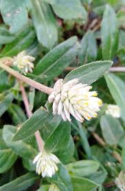 Image result for Cyathula polycephala