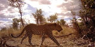 Hotels in angola punkten mit atemberaubender natur & luxus pur. Angola Condemned For Shocking Move To Open National Parks To Oil And Gas Exploration Upstream Online
