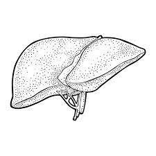 Liver, pancreas parts, gallbladder and spleen detailed drawing on a white background with description. Liver Black White Stock Illustrations 1 248 Liver Black White Stock Illustrations Vectors Clipart Dreamstime