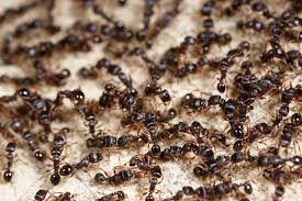 Find investment information and connect with pest control brighton, a brighton qld 4017, australia based startup. Pest Predator Llc Pest Wildlife Control Brighton Louisville Thornton Co