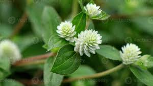 Image result for Gomphrena celosioides
