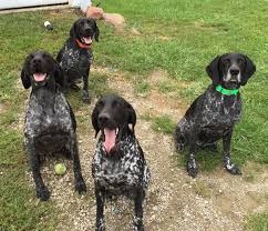 Black And White German Shorthaired Pointer Puppy Gsp Black Roan Pointer Puppies German Shorthaired Pointer Dog Personality