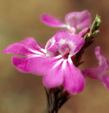 Image result for Striga hallaei