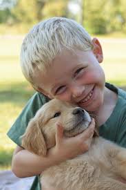 Golden Retriever family dogs and their qualities