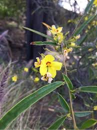 Image result for Dialium holtzii