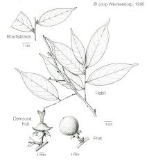 Image result for Cleistanthus