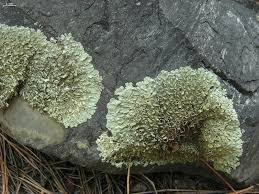 Image result for Hyparrhenia collina