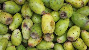 These young pads are brighter green and usually small, though they can be large. How To Harvest Eat Prickly Pear Cactus Fruit