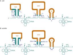With the continued expansion of our rna library prep product portfolio, we have discontinued a variety of legacy ribosomal rna depletion and scriptseq. Ribosomal Rna An Overview Sciencedirect Topics