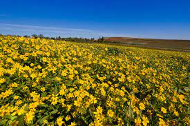 Pin On Colours Of Myanmar