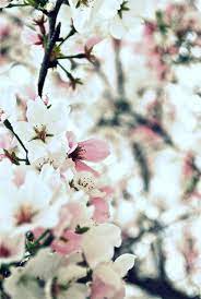 Pin By Tempo Da Delicadeza On Spring Has Sprung Quran Beautiful Flowers Flowers