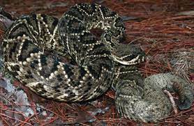 Top 10 Venomous North American Snakes Snake Symbolism Beautiful Snakes American Animals