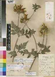 Image result for Bidens kilimandscharica