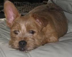 The blissful dog nose butter for dry dog nose. Dogpages Forums Vic French Bulldog X Yorkshire Terrier Yorkie Mix Bulldog French Bulldog