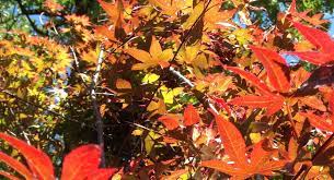 Japanese Maples In Central Texas Backbone Valley Nursery