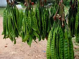 Image result for Parkia