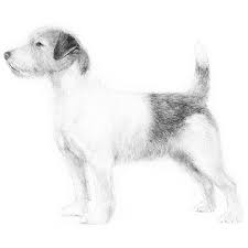 A celebration of slytherin can be seen at warner bros. Russell Terrier Dog Breed Information