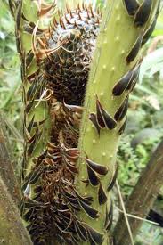 Image result for Adenia mossambicensis