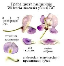 Image result for Eriosema jurionianum