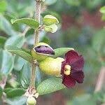 Image result for Tinnea