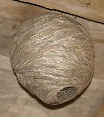 Résultats de recherche d'images pour « nid de guepes photo »