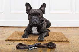 Worldwide shipping for all orders. Top 12 Collars For French Bulldogs In 2020 French Bulldog Breed