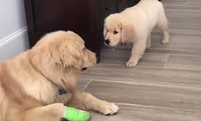 The cheapest offer starts at £1,250. Adorable Moment Golden Retriever Puppy Tries To Sneak Attack An Older Dog Daily Mail Online