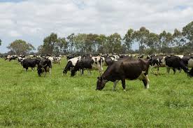 How Australia Accounts For Agricultural Greenhouse Gas Emissions Agriculture And Food