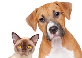 Primary brain tumors among adults are astrocytoma, meningioma, and oligodendroglioma. Hollywood Fl S Top Vet Explains Brain Tumor Treatment