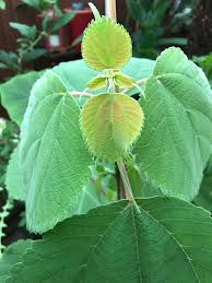 Image result for Boehmeria macrophylla