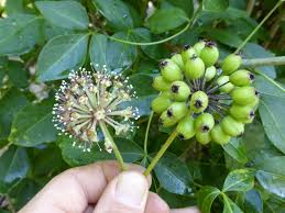 Image result for Distephanus divaricatus