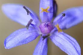We did not find results for: Bluhende Landschaften Blaustern Im Auwald Nabu