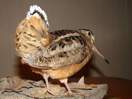 Pin On Woodcock