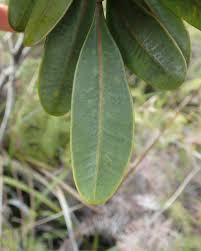 Image result for Globimetula