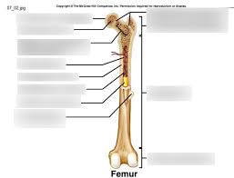 The shaft tends to be cylindrical in form. Long Bone Parts Diagram Quizlet