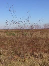 Image result for Sesbania macowaniana