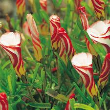 Compare Prices The Cheapest Oxalis Versicolor 3 Bulbs Uk Price Within Plants Oxalis Versicolor Bulb Flowers Unusual Flowers