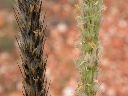 Image result for Anthephora pubescens