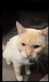 Missing White Cat Nico in Oxnard