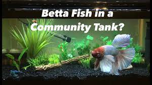 Bettas live peacefully while dwelling in the wild and they rarely show their aggression except in the season of breeding. Can A Betta Fish Live With Other Fish Youtube