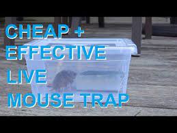 After capturing the mouse, it can be released alive outdoors. How To Make A Simple Coat Hanger Humane Mousetrap That Works Youtube Rat Trap Diy Mouse Trap Diy Homemade Mouse Traps