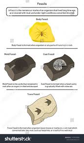 Fossils Infographic Diagram Including Body Mold Cast And Trace Fossils Showing How Organism Lived Long Time Ago Form Them Mold Fossils Body Fossil Body Molding