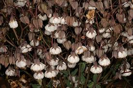 Image result for Trichodesma physaloides