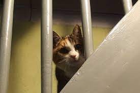 Ihre katze pinkelt überall hin oder markiert? Protestpinkeln Bei Katzen Frag Mutti