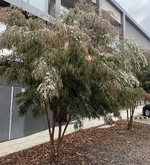 Image result for Agonis