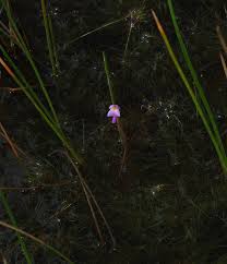 Image result for Eleocharis confervoides