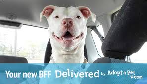 Naturally reared pedigree bichon frise puppies adoption list. Dogs Delivered By Adopt A Pet Com Lifeline Animal Project