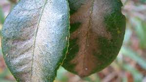 Walker smith j., crohn disease. How To Control Camellia Tea Mite Yates