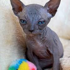 Air travel starts at $100 for delta or american. Sphynx Kittens For Sale Near Me Sphynx Cats For Sale 2021