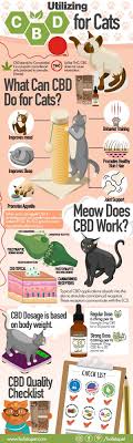 A cat with gad can display anxious symptoms no matter. Cbd For Cats Cbd Oil For Cats 1 Recommended By Veterinarians